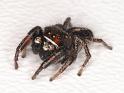 Pellenes_tripunctatus_D3054_Z_88_NP De Hoge Veluwe_Nederland